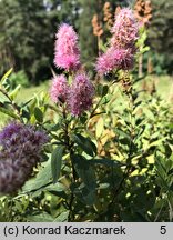 Spiraea ×pseudosalicifolia (tawuła nibywierzbolistna)