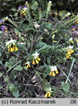 Melampyrum nemorosum (pszeniec gajowy)