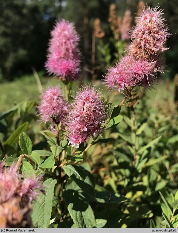 Spiraea ×pseudosalicifolia (tawuła nibywierzbolistna)