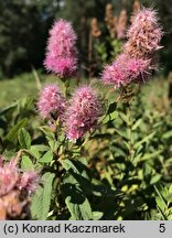 Spiraea ×pseudosalicifolia (tawuła nibywierzbolistna)