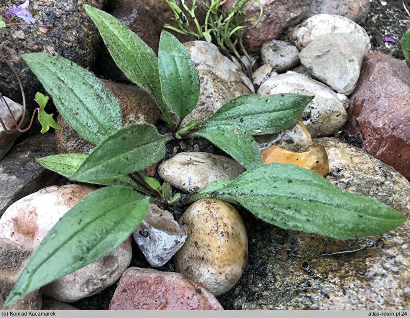 Arnica rydbergii (arnika Rydberga)