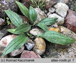 Arnica rydbergii (arnika Rydberga)