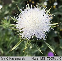 Silybum marianum (ostropest plamisty)