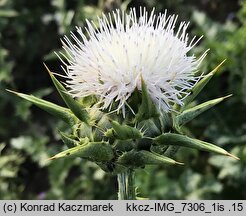 Silybum marianum (ostropest plamisty)