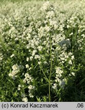 Galium boreale (przytulia północna)