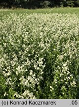 Galium boreale (przytulia północna)