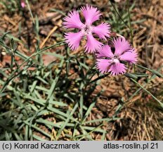 Dianthus gratianopolitanus (goździk siny)