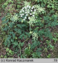 Angelica sylvestris (dzięgiel leśny)