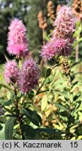 Spiraea ×pseudosalicifolia (tawuła nibywierzbolistna)