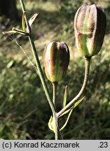 Lilium martagon (lilia złotogłów)