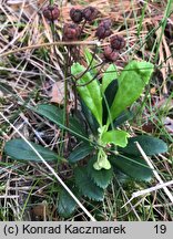 Chimaphila umbellata (pomocnik baldaszkowy)