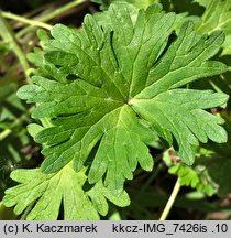 Geranium molle (bodziszek kosmaty)