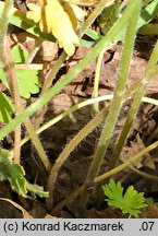 Geranium molle (bodziszek kosmaty)