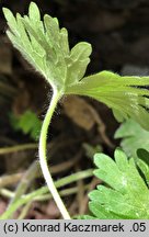 Geranium molle (bodziszek kosmaty)