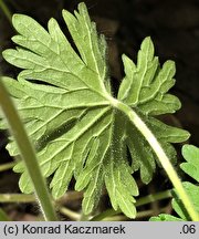 Geranium molle (bodziszek kosmaty)