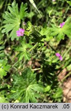 Geranium molle (bodziszek kosmaty)