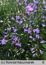 Campanula rapunculus (dzwonek rapunkuł)