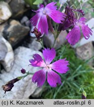 Dianthus praecox ssp. lumnitzeri (goździk Lumnitzera)