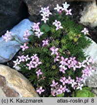 Asperula sintenisii (marzanka Sintenisa)