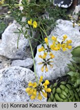 Hippocrepis comosa (konikleca czubata)