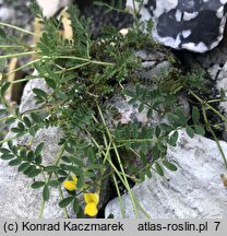 Hippocrepis comosa (konikleca czubata)