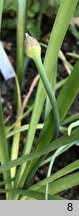 Allium nutans (czosnek krętolistny)