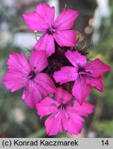 Dianthus cruentus (goździk krwisty)