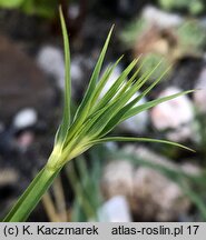 Dianthus knappii