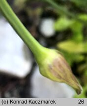 Allium senescens ssp. montanum (czosnek skalny)