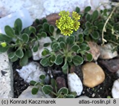 Eriogonum umbellatum (pokoślin baldaszkowaty)