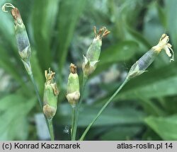 Dianthus integer ssp. minutiflorus