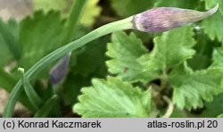 Allium cyathophorum var. farreri (czosnek Ferrera)