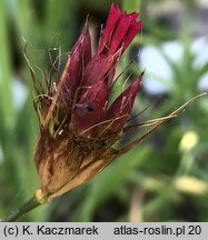 Dianthus cruentus (goździk krwisty)