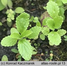 Stachys annua (czyściec roczny)