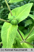 Euphorbia lathyris (wilczomlecz groszkowy)