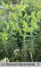 Euphorbia lathyris (wilczomlecz groszkowy)