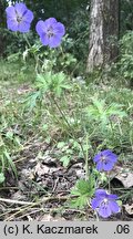 Geranium pratense (bodziszek łąkowy)