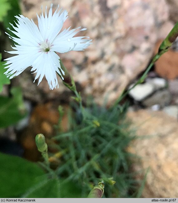 Dianthus arenarius ssp. bohemicus