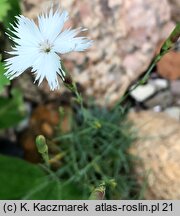 Dianthus arenarius ssp. bohemicus