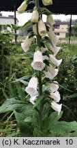 Digitalis purpurea (naparstnica pupurowa)