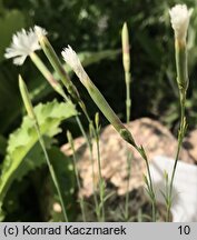 Dianthus arenarius ssp. bohemicus