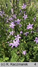 Campanula rapunculus (dzwonek rapunkuł)