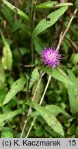 Centaurea ×debeauxii