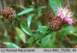Centaurea ×debeauxii