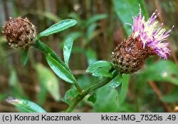 Centaurea debeauxii