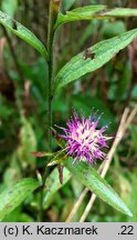 Centaurea ×debeauxii