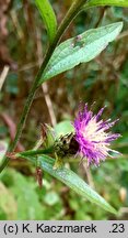 Centaurea ×debeauxii