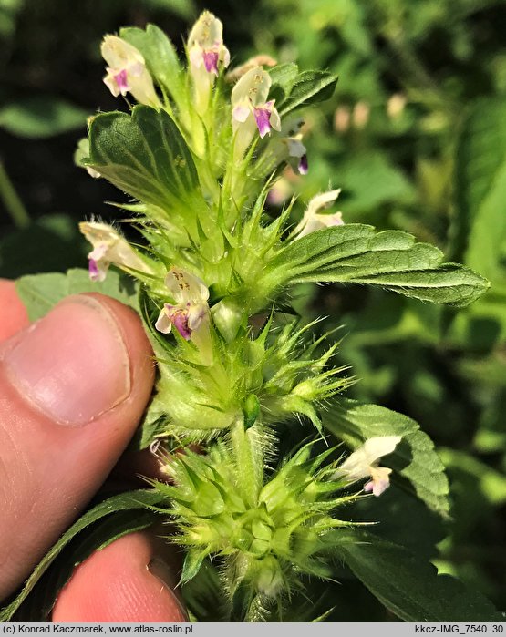 Galeopsis pernhofferi