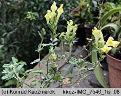 Scutellaria orientalis (tarczyca wschodnia)