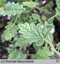 Scutellaria orientalis (tarczyca wschodnia)